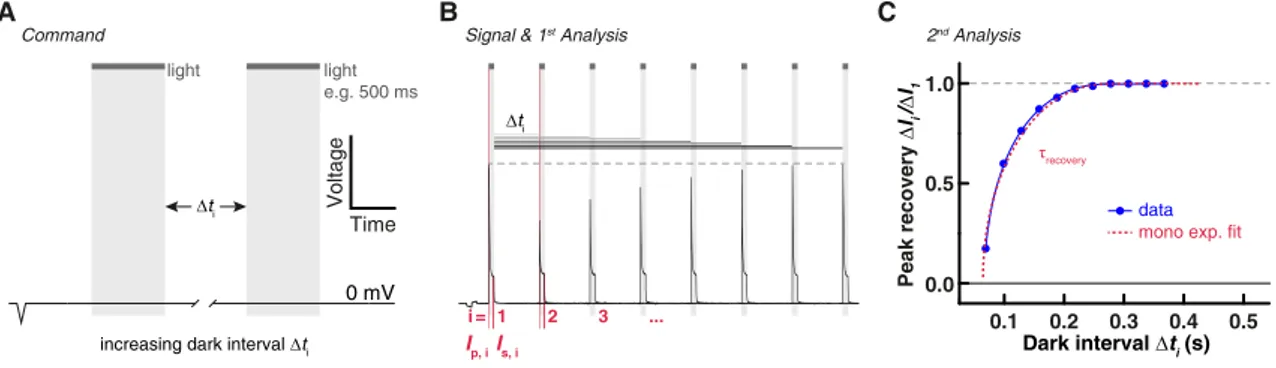 Figure 2.4.6 Double pulse experiment and peak recovery. (A) Typical protocol used to determine peak  recovery