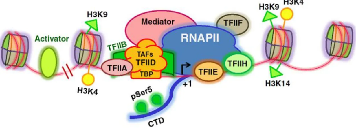 Figure  2.  Formation  of  the  pre-initiation  complex.  Activators  bind  to  its  enhancer  sequence  for  recruitment  of  general  transcription  factors  (GTFs)
