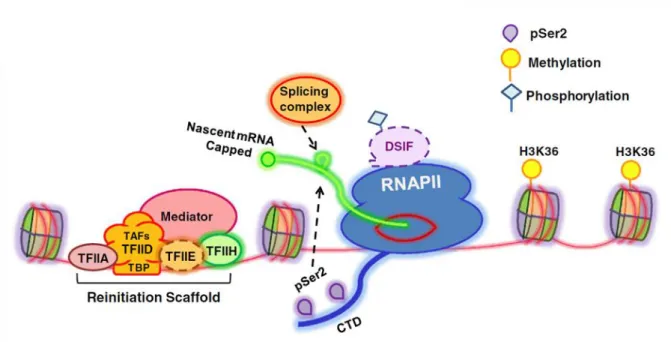 Figure 5. Transcription elongation.  Following promoter clearance, RNAPII proceeds for elongation