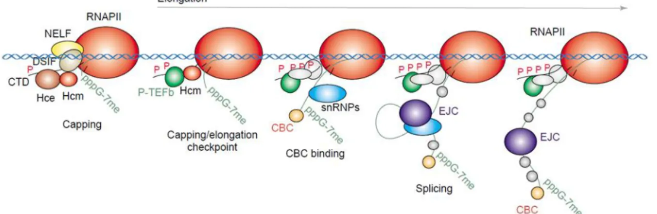 Figure  8.  Schematic  representation  of  the  first  steps  of  co-transcriptional  mRNP  assembly