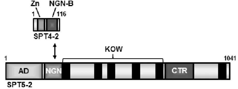 Figure  10.  Gene  and  protein  models.  (A)  The  gene  models  of  the  SPT4  and  SPT5  genes  are  adapted from the Arabidopsis database (http://www.arabidopsis.org/)