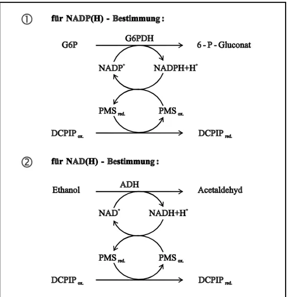 Abb. 3 Prinzip der spektralphotometrischen Messung der phosphorylierten PN (NADP(H + H + ),   ) und nicht-phosphorylierten PN (NAD(H + H + ),   ) mittels enzymatic cycling nach L OWRY  et al