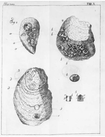 Abb. 2: Kupferstich der See-Eicheln von Johann Jakob d’Annone nach  einer Zeichnung von Emanuel Büchel.