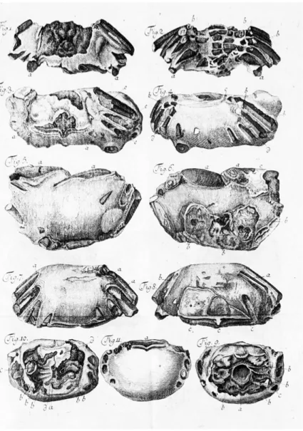 Abb. 3: Kupferstiche der versteinerten Krebse aus der Sammlung von Johann  Jakob d’Annone nach einer Zeichnung von Emanuel Büchel.