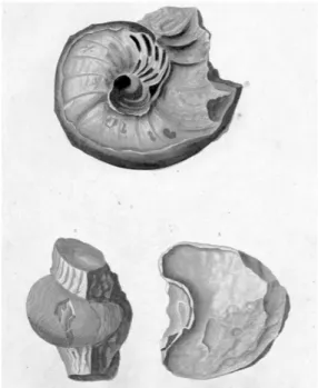 Abb. 5: Nautuiles umbilicatus aus d’Annones Sammlung  in der Naturgeschichte der Versteinerungen von Walch.