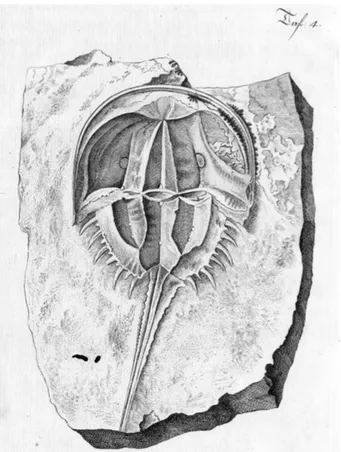 Abb. 7: Monoculus Polyphemus aus der Sammlung von  Johann Jakob d’Annone.