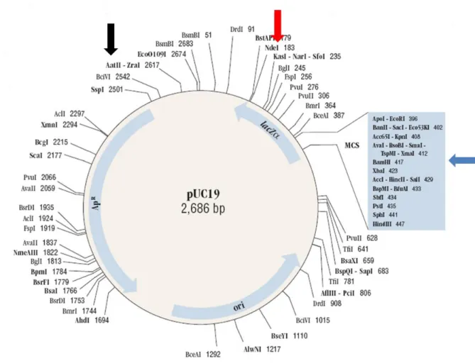 Abbildung 3: Das high copy-Plasmid pUC19 (12). Der blaue Pfeil verweist  auf die BamH I-Enzymschnittstelle