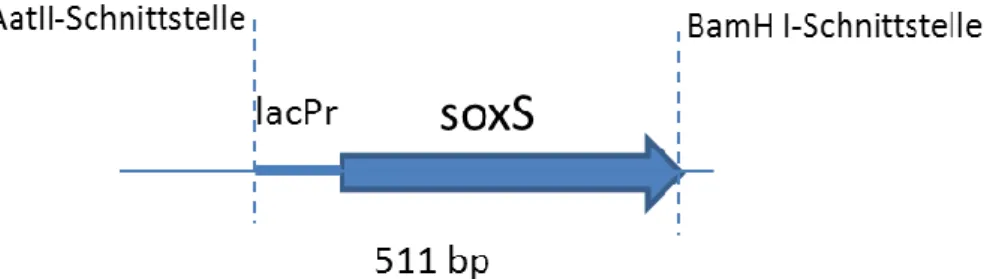 Abbildung 4: Insert lacPr-soxS  (Adaption nach: Pomposiello &amp; Demple,  2001) 