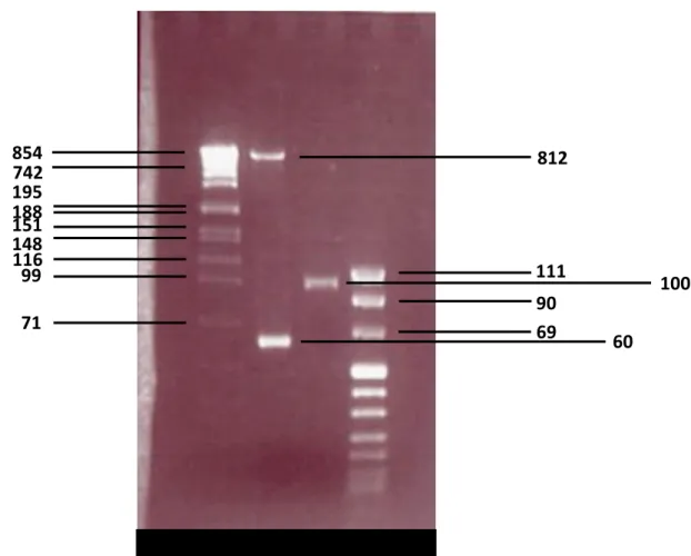 Abbildung 6: Beispiel eines Kontrollgels (1,5 % Agarose) des Plasmids  pCC1-lacPr-soxS (die Zahlenangaben stehen für die Anzahl der bp) 