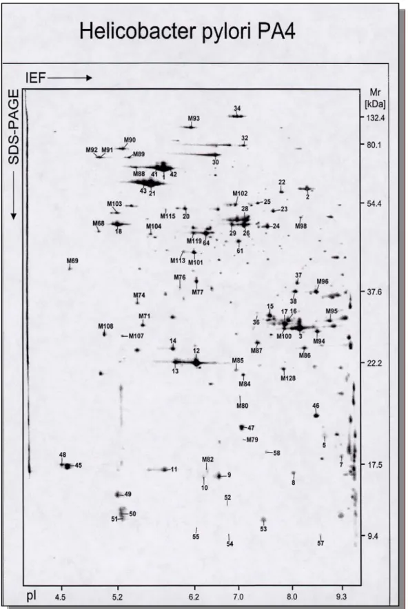 Abbildung 4: Analytische Auftrennung der Proteine von H. pylori 26695 (PA4-Gel) in Silberfärbung   (IEF: Isoelektrische Fokussierung = Auftrennung nach Ladung, Mr: Molekulargewicht in Dalton) 