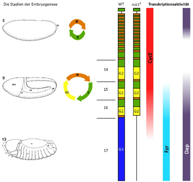 Abbildung 1.2: Übersicht über die Zellzyklen während der Embryogenese und die Expression verschiedener Proteine