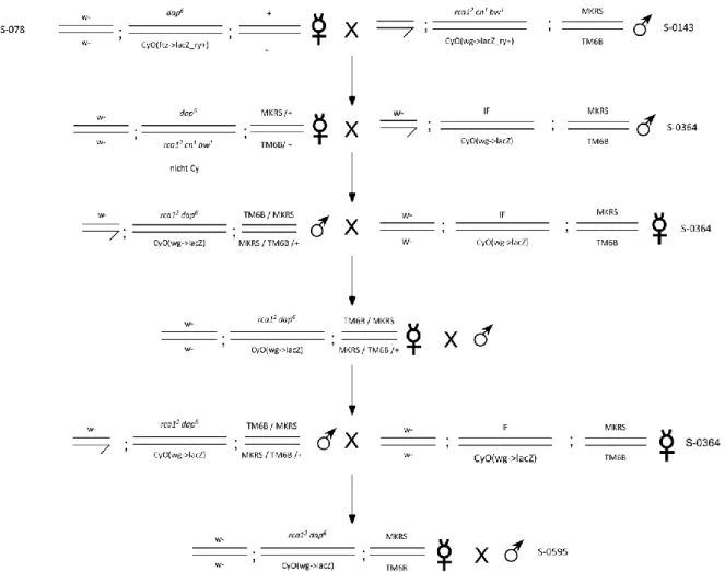 Abbildung 3.9: Kreuzungsschema für die Herstellung eines auf dem zweiten Chromosom rekombinanten Fliegenstammes  mit den Allelen rca1 2  und dap 6