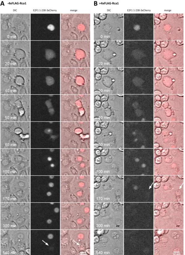 Abbildung 3.12: Exemplarische Zellen für die Überexpression von 4xFLAG-Rca1 in Gegenwart des S-Phasenmarkers E2F1  1-230 -3xCherry  