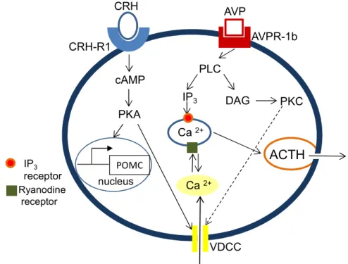 Figure  5:  Schematic  illustration  of  the  intracellular  pathways  involved  in  corticotropin  releasing  hormone  (CRH)-  and  arginine  vasopressin  (AVP)-mediated  ACTH release in pituitary corticotroph cells