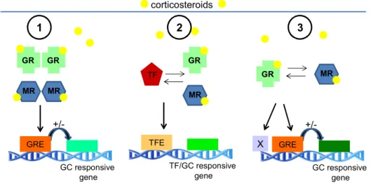 Figure 9: Molecular mechanisms of glucocorticoid actions on gene expression. (1)  Homodimerization:  Upon  binding  of  corticosteroids,  mineralocorticoid  receptor  (MR)  or  glucocorticoid receptor (GR) can translocate into the nucleus, form homodimers 