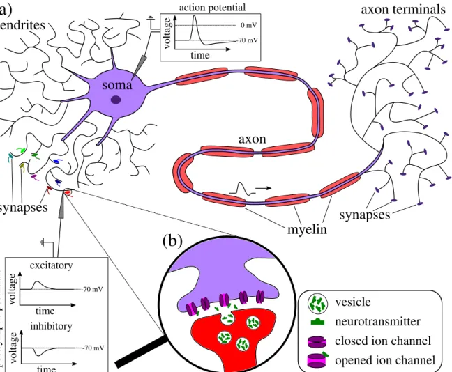 Figure 1.2.: Sketch of a nerve cell (a) and a chemical synapse (b). Neuron (a): the dendrites receive electrical signals by synapses from other neurons and transmit them to the soma