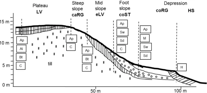 Fig. 1.1. Schematic cross-section through the hummocky moraine landscape of NE Germany with locations  of characteristic soil profiles (dashed vertical lines) and accompanied soil horizons (in boxes) as well as the  typical geomorphic structures and their 