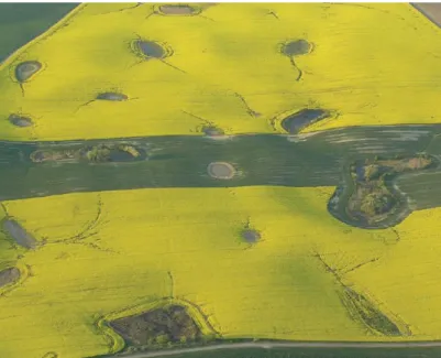 Fig. 1.2. Aerial photograph of the moraine landscape of NE Germany with several kettle holes distributed in  a rapeseed field (from Premke et al., 2016; picture: G Verch)