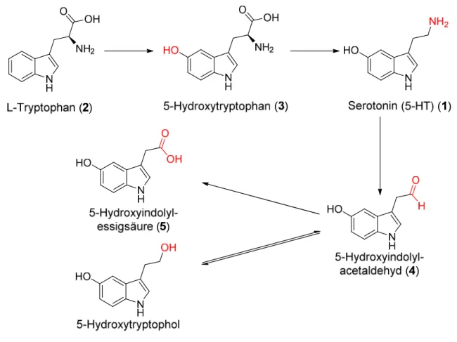 Abb. 1-2: Biosynthese und Abbau von Serotonin. Schema in Anlehnung an Mutschler et al.