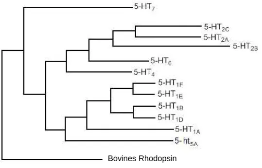 Abb. 1-3: Phylogenetischer Baum der Serotoninrezeptoren. Nicht maßstabsgetreu. In Anlehnung an   Nichols und Nichols