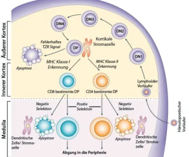 Abbildung 2.4: T-Zellreifung im Thymus. Die lymphoide Vorläuferzelle gelangt in den Thymus und durch- durch-wandert zunächst den äußeren Kortex