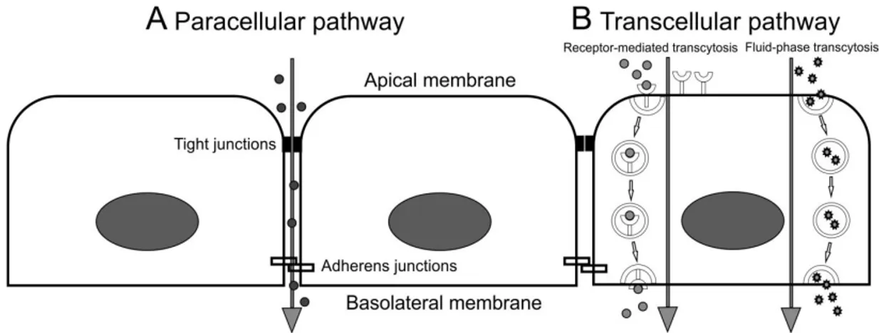 Figure 1: Paracellular and transcellular pathways to overcome the endothelial barrier