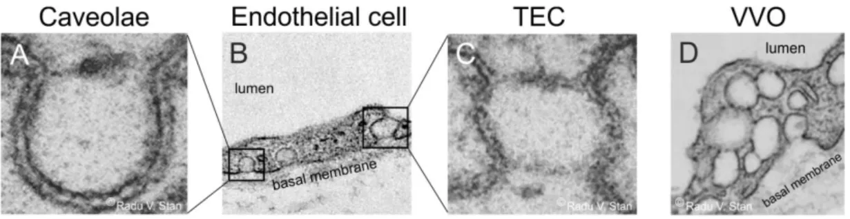 Figure 2: Endothelial cell organelles. Transmission electron micrographs of endothelial subcellular structures