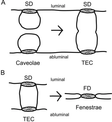 Figure 6: Theory  of fenestrae formation via fusion of caveolae. Schematic drawing of the potential onset of  fenestrae  formation