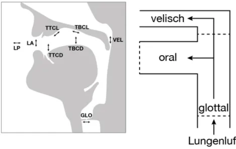 Abbildung 1.3: Orales, velisches und glottales Subsystem, schematisiert nach Hewlett &amp; Beck 2006.
