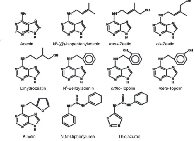 Abbildung 1.1: Struktur natürlich vorkommender Isopentenyl- und aromatischer Cytokinine