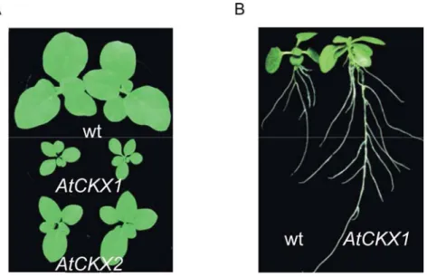 Abbildung 1.2: Phänotyp von AtCKX1- und AtCKX2-überexprimierenden Tabakpflanzen. (A) Aufsicht auf  den Spross von 6-Wochen-alten Pflanzen