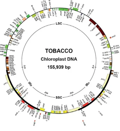 Abbildung 1.3: Genkarte des Tabakplastoms. Das Plastom ist 155943 bp groß. Es wird in LSC (Large Copy  Region, 86686 bp) und SSC (Single Copy Region, 18571 bp) durch IRs (Inverted Repeat Regions) geteilt