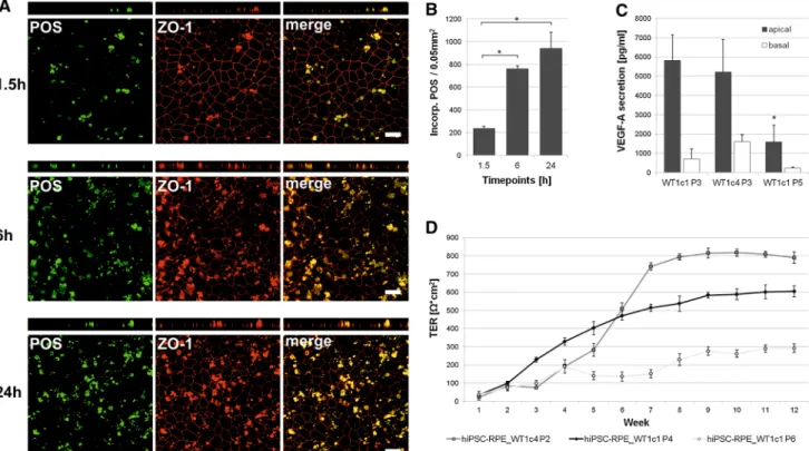 Fig. 5 Functional characterisation of hiPSC-RPE cells. a Analysis of photoreceptor outer segment (POS) phagocytosis