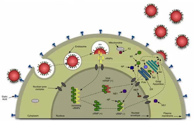 Abbildung 2: Der Replikationszyklus der Influenzaviren. Die Viren binden mittels HA an  Sialinsäure auf der Zelloberfläche, was die Endozytose der Viren auslöst