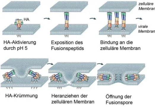 Abbildung 5: HA vermittelt die Fusion der viralen mit der endosomalen Membran. Der  genaue Ablauf ist im Text beschrieben