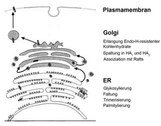 Abbildung 6: Schematische Darstellung des HA-Transports durch die Zelle. HA wird  hierbei in das Lumen des ERs translatiert und erfährt dann zahlreiche post-translationale  Mo-difikationen
