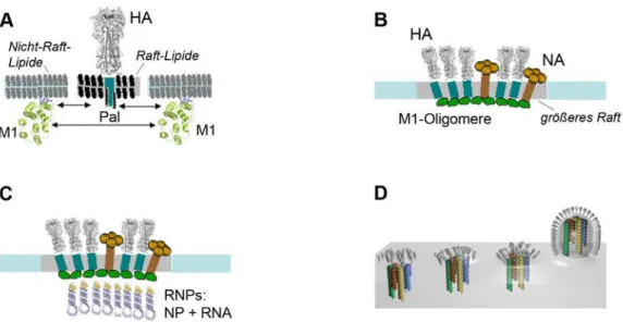 Abbildung 7: Zusammenbau von Influenzaviren in Membran-Rafts. A: HA und NA in- in-teragieren mit dem M1-Protein, welches dadurch ebenfalls bei Membran-Rafts lokalisiert  wird