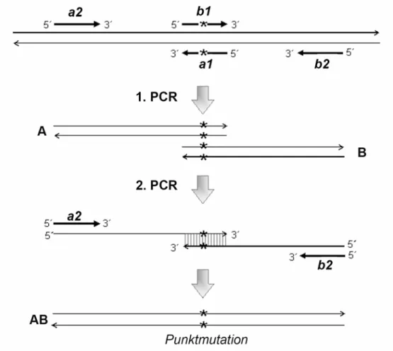 Abbildung 13: Übersicht über die AB-PCR. Die beiden Außenprimer a2 und b2 enthalten  die Restriktionsschnittstellen, die Innenprimer (a1, b1) sind zueinander komplementär und  enthalten mittig die einzuführende Mutation