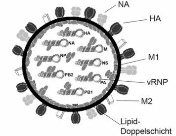 Abbildung 1: Schematische Darstellung eines Influenzavirus. Die viralen Oberflächengly- Oberflächengly-koproteine Hämagglutinin (HA) und Neuraminidase (NA) und der Ionenkanal M2 sind in die  virusumhüllende Lipiddoppelschicht eingelagert