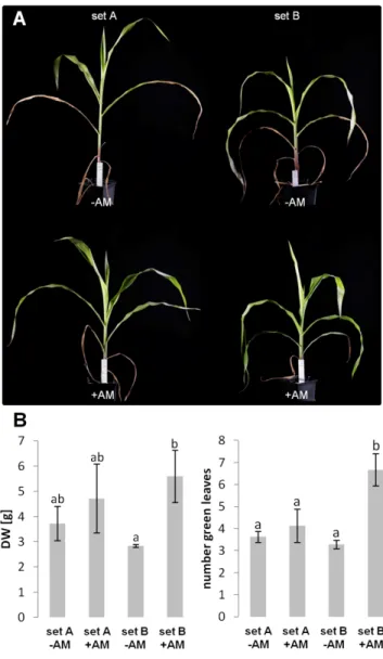 Figure 1. Phenotypic comparison of progeny plants from two maize B73 inbred lines grown for generations either  exclu-sively in the field (set A) or in the greenhouse (set B)