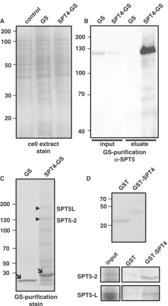 Figure 5. SPT4 occurs in a complex with SPT5 and SPT5L. (A) Protein extracts of untransformed cells and of cells expressing unfused GS or SPT4-GS after SDS-PAGE and Coomassie-staining of the gel