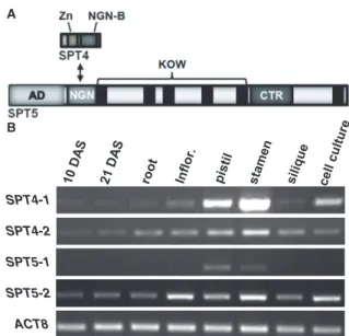 Figure 1. Schematic representation of Arabidopsis SPT4–SPT5 and ex- ex-pression of the SPT4/SPT5 genes