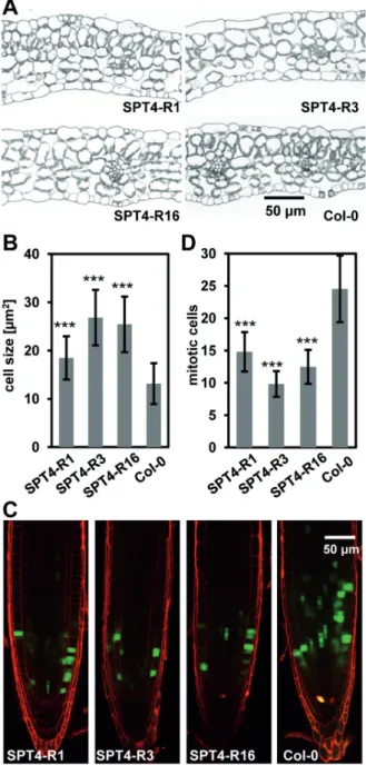 Figure 3. SPT4-RNAi plants have larger cells, but are affected in cell proliferation. (A) Sections of leaves (12 DAS) of the different RNAi plant lines and Col-0