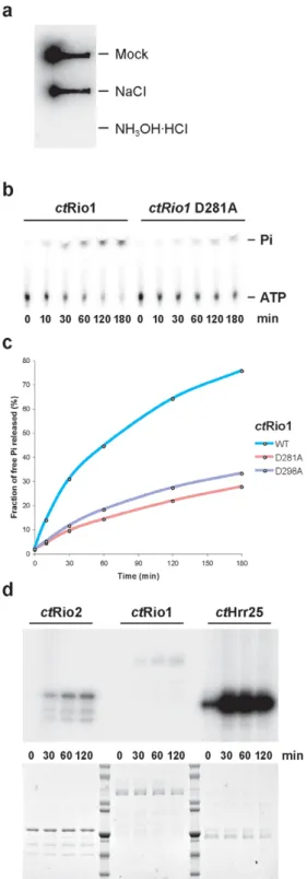Figure 2. Rio1 has ATPase activity in vitro. (a) Hydroxylamine sensitiv- sensitiv-ity of acyl-phosphate analysis