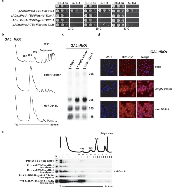 Figure 3. Rio1 catalytic activity is required for late 40S cytoplasmic maturation and regulates its pre-40S dynamic association