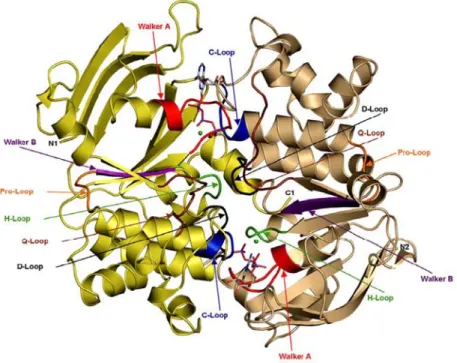 Abb. 4: Kristallstruktur einer dimeren NBD von HlyB mit ATP in geschlossener Konformation