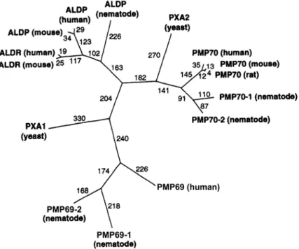 Abb. 8 zeigt einen phylogenetischen Stammbaum peroxisomaler ABC-Transporter, der den Verwandtschaftsgrad  peroxisomaler ABC-Transporter verschiedener Spezies skizziert