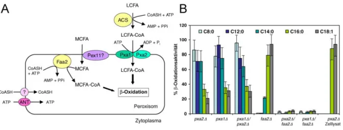 Abb. 9 Teil (A) Modell des peroxisomalen Fettsäureimport in S. cerevisiae. Langkettige Fettsäuren (LCFA) werden  im Zytoplasma durch die Acyl-CoA Synthetase (ACS) aktiviert