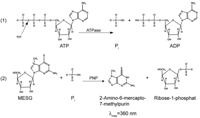 Abb. 13: Reaktionsschema der ATPase Aktivitätsmessung. (1) ATP wird durch die ATPase hydrolysiert und es entste- entste-hen die Reaktionsprodukte ADP und P i 