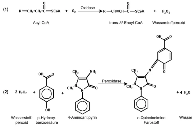 Abb. 15: Reaktionsschema der Acyl-CoA Oxidase Reaktion. (1) Die Acyl-CoA Oxidase fügt eine Doppelbindung in  den Acyl-CoA Thioester ein, die frei werdenden Wasserstoffatome werden auf Sauerstoff übertragen und es entsteht  Wasserstoffperoxid